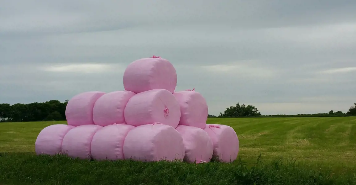 rosaegg.jpg